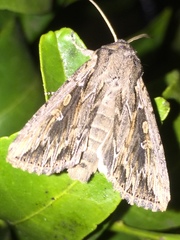 Persectania dyscrita