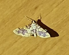 Conogethes haemactalis