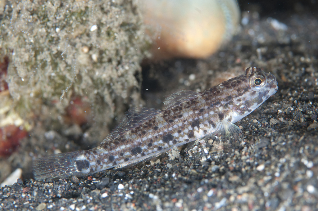 Blackspotted Sandgoby