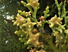 Phaeostigma