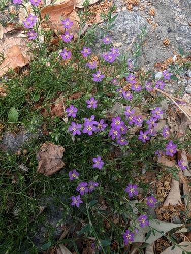 Spergularia purpurea, photograph 2