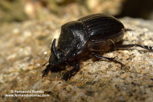 Spanish Dung Beetle
