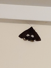Catephia linteola