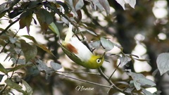 Zosterops erythropleurus