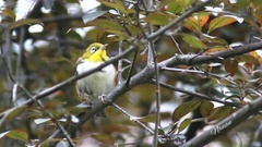 Zosterops erythropleurus