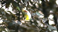 Zosterops erythropleurus