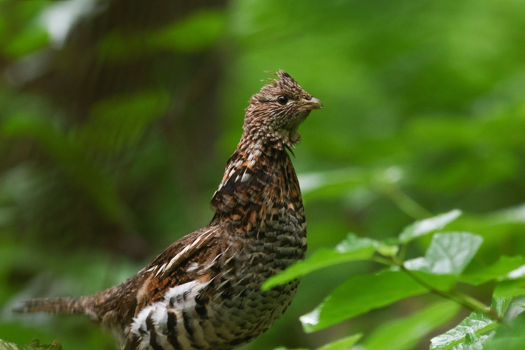 Ruffed Grouse
