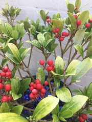 Skimmia