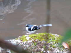 Enicurus schistaceus