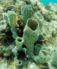Callyspongia aculeata