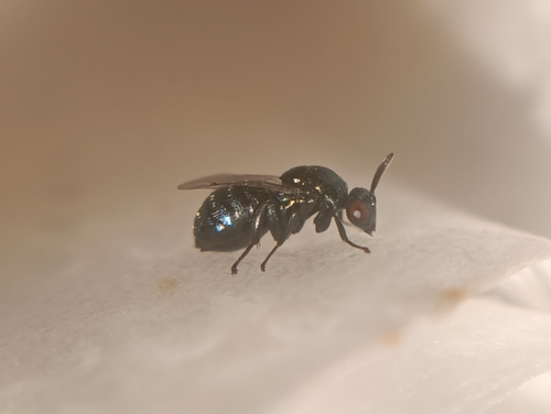 Ormyrus papaveris