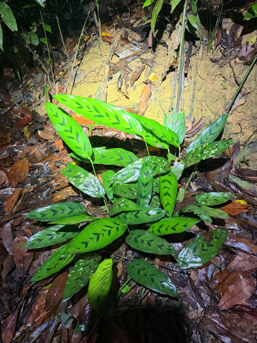 Stachyphrynium repens