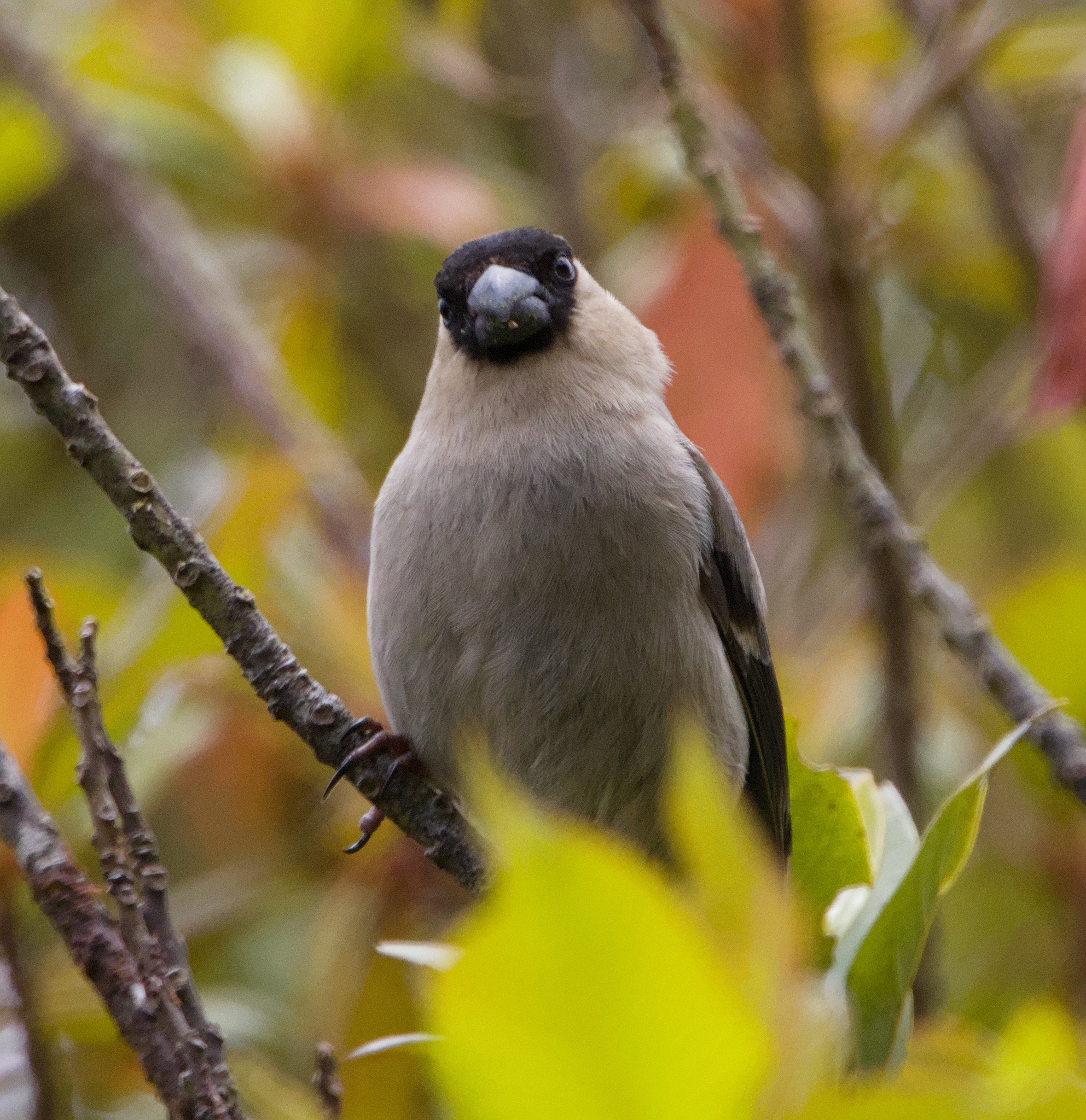 Azores Bullfinch (Pyrrhula murina), photo 2
