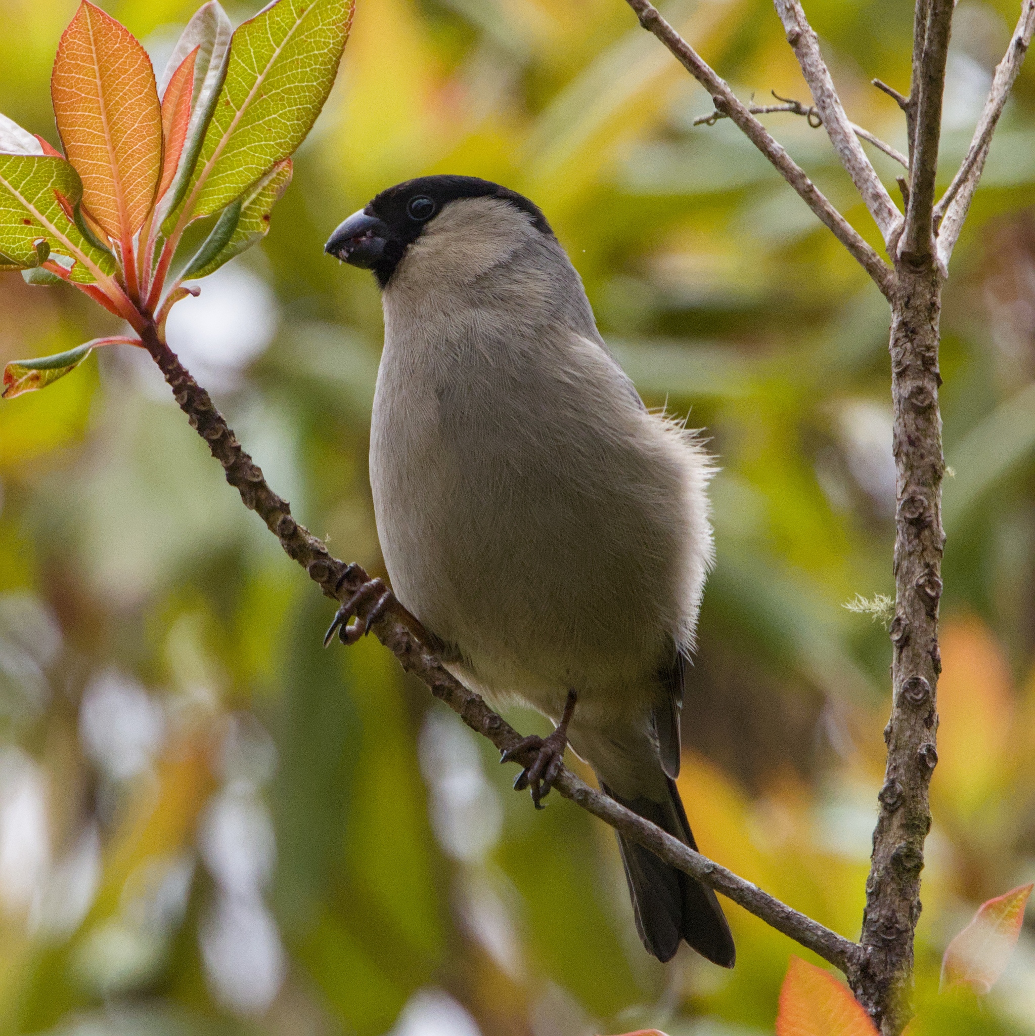 Azores Bullfinch (Pyrrhula murina), photo 3