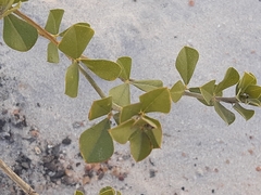 Psoralea fruticans