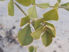 Psoralea fruticans