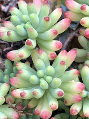 Sedum pachyphyllum