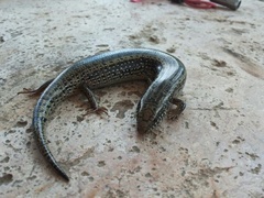 Chalcides ocellatus tiligugu