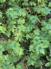 Geranium ornithopodioides