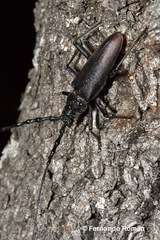 Cerambyx cerdo
