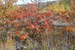 Sorbus sambucifolia