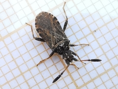 Strobilotoma typhaecornis