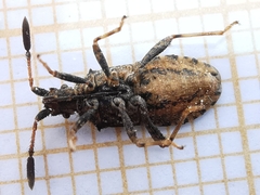 Strobilotoma typhaecornis