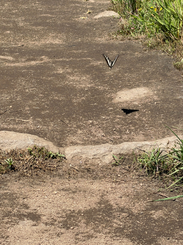iNaturalist observation photo of Pale Swallowtail