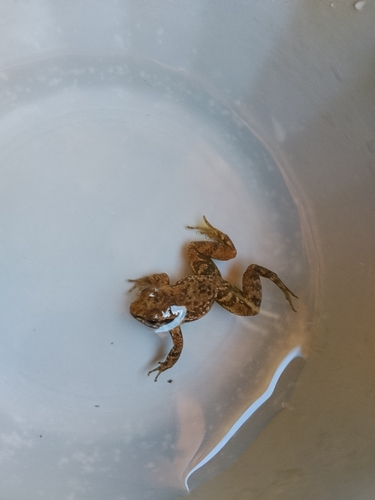 Los Auribios Rocket Frog, Rheobates pseudopalmatus