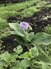 Tinantia erecta