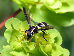 Xanthogramma marginale