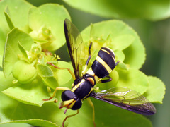 Xanthogramma marginale
