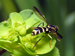 Xanthogramma marginale