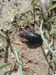 Physomeloe corallifer