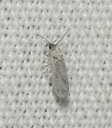 Aleuropteryx remane