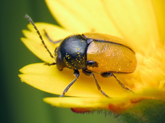 Cryptocephalus rugicollis