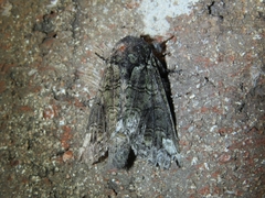 Heterocampa obliqua