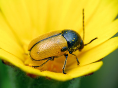 Cryptocephalus rugicollis