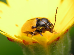 Cryptocephalus rugicollis