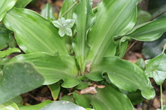 Veltheimia bracteata