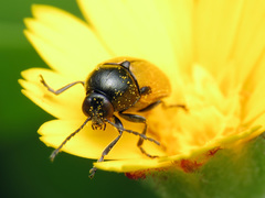 Cryptocephalus rugicollis