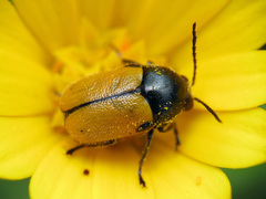 Cryptocephalus rugicollis