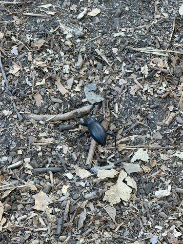 iNaturalist observation photo of Coelocnemis magna