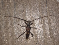 Coptocercus rubripes
