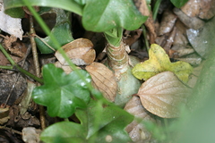 Albuca bracteata