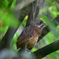 Grallaria guatimalensis