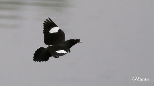 Crested Myna