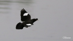 Crested Myna photo 6
