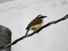 Pitangus sulphuratus