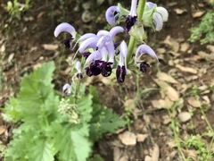 Salvia indica